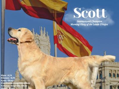 Beautiful IKC Registered (Pending) Golden Retriever pups in Galway - Valued at 1000 Euros