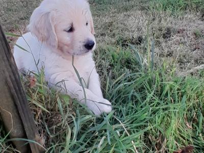 Beautiful IKC Registered (Pending) Golden Retriever pups in Galway - Valued at 1000 Euros