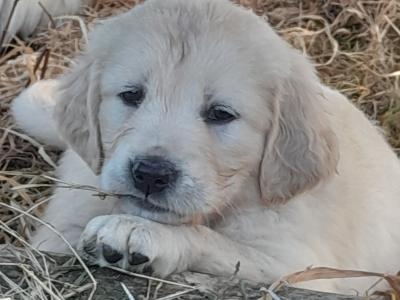 Beautiful IKC Registered (Pending) Golden Retriever pups in Galway - Valued at 1000 Euros