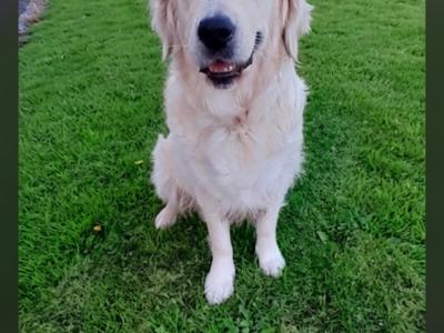 Beautiful IKC Registered (Pending) Golden Retriever pups in Galway - Valued at 1000 Euros