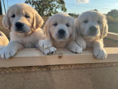 Beautiful IKC Registered (Pending) Golden Retriever pups in Galway - Valued at 1000 Euros