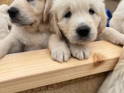 Beautiful IKC Registered (Pending) Golden Retriever pups in Galway - Valued at 1000 Euros