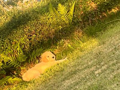 Gorgeous Goldendoodle puppies