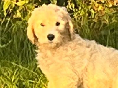 Gorgeous Goldendoodle puppies