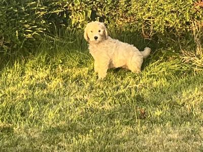 Gorgeous Goldendoodle puppies