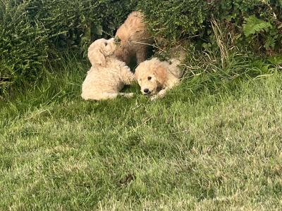 Gorgeous Goldendoodle puppies