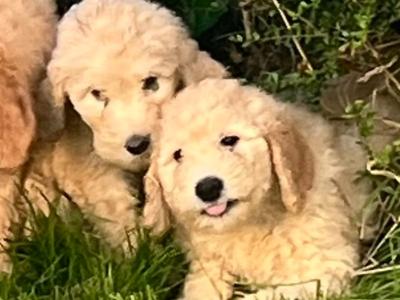 Gorgeous Goldendoodle puppies
