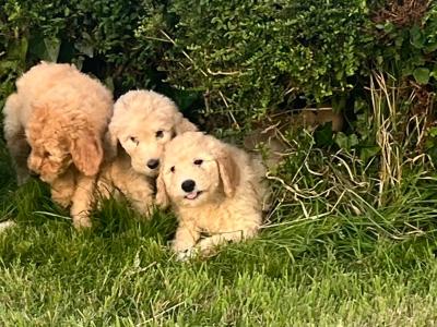 Gorgeous Goldendoodle puppies