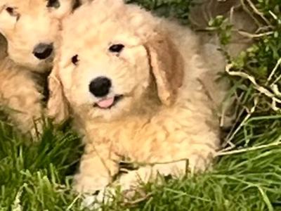 Gorgeous Goldendoodle puppies in Leitrim