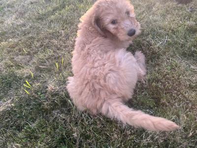 Gorgeous Goldendoodle puppies