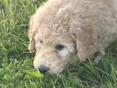 Gorgeous Goldendoodle puppies