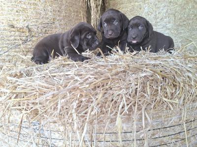 Chocolate Labrador  puppies