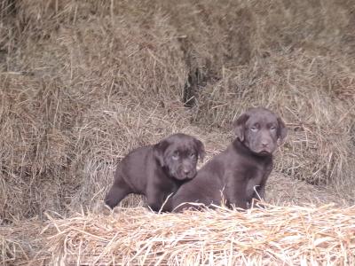 Chocolate Labrador  puppies