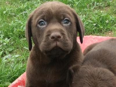 Chocolate Labrador  puppies