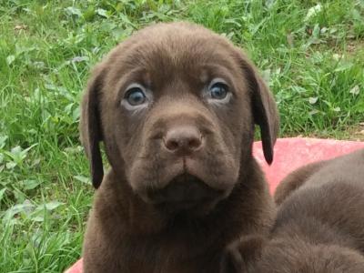 Chocolate Labrador puppies in Monaghan