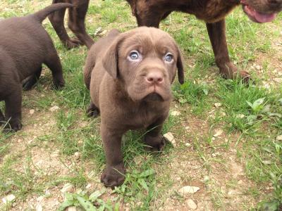 Chocolate Labrador  puppies