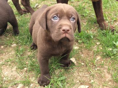 Chocolate Labrador puppies in Monaghan