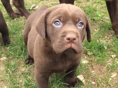 Chocolate Labrador puppies in Monaghan