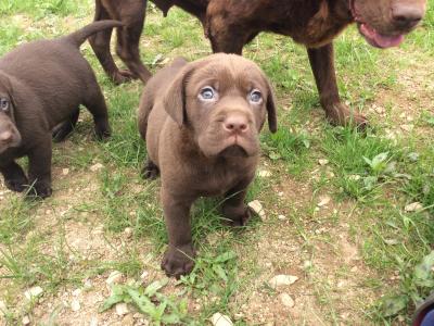 Chocolate Labrador  puppies