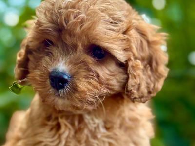 Male Cavapoo ❤️❤️🐶🐶