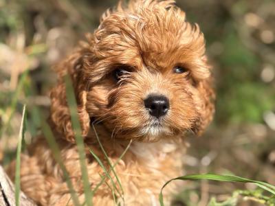 Male Cavapoo ❤️❤️🐶🐶