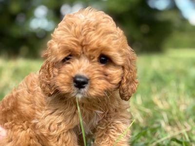 Male Cavapoo ❤️❤️🐶🐶