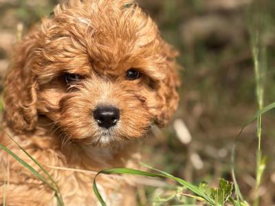Male Cavapoo ❤️❤️🐶🐶