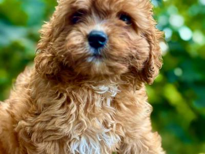 Male Cavapoo ❤️❤️🐶🐶