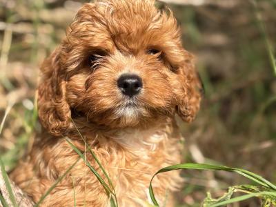 Male Cavapoo ❤️❤️🐶🐶
