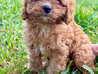Male Cavapoo ❤️❤️🐶🐶