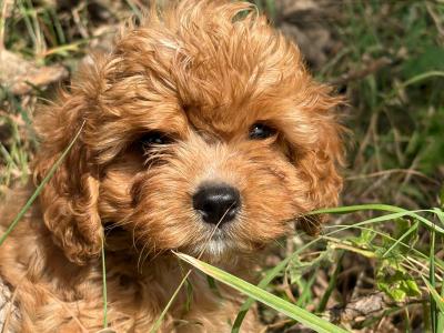 Male Cavapoo ❤️❤️🐶🐶