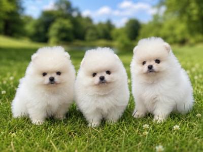 Charming IKC Registered (pending) Miniature Pomeranian puppies in Laois