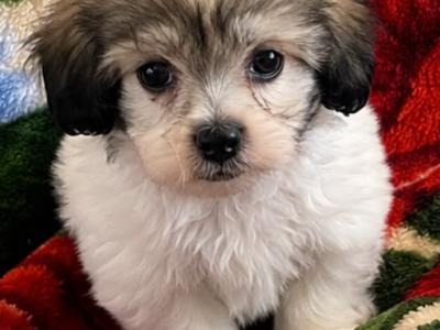 Maltese X puppies in Westmeath
