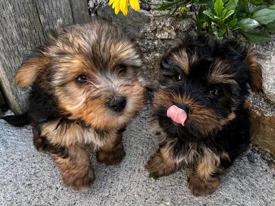 Female miniature Yorkshire Terrier puppies for sale in Wexford