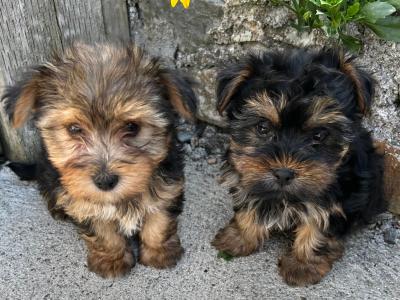 Female miniature Yorkshire Terrier puppies for sale in Wexford