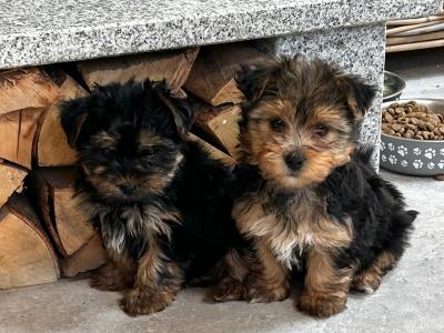 Female miniature Yorkshire Terrier puppies for sale in Wexford