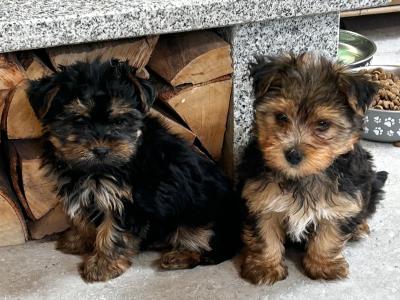 Female miniature Yorkshire Terrier puppies for sale in Wexford