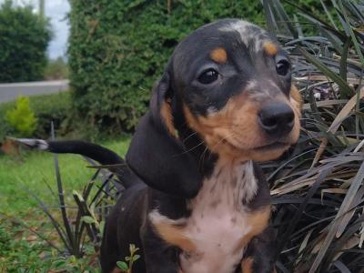 Tiny Miniature Dachshund puppies in Cavan