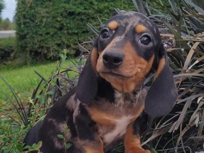 Tiny Miniature Dachshund puppies in Cavan