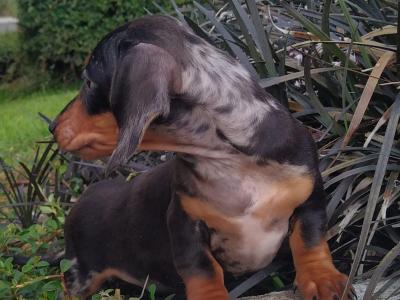 Tiny Miniature Dachshund puppies in Cavan