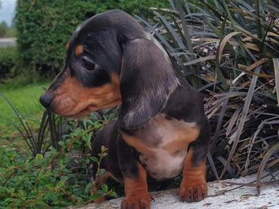 Tiny Miniature Dachshund puppies in Cavan
