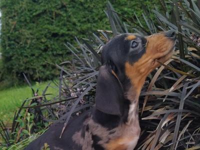 Tiny Miniature Dachshund puppies in Cavan