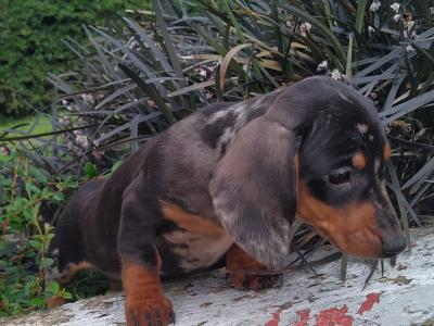 Tiny Miniature Dachshund puppies in Cavan