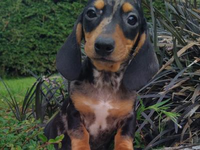 Tiny Miniature Dachshund puppies in Cavan