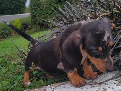 Tiny Miniature Dachshund puppies in Cavan