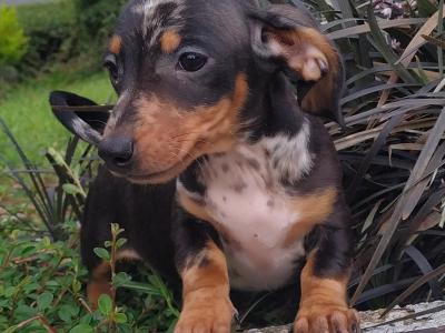Tiny Miniature Dachshund puppies in Cavan