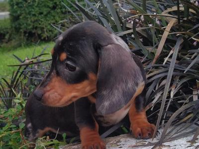 Tiny Miniature Dachshund puppies in Cavan
