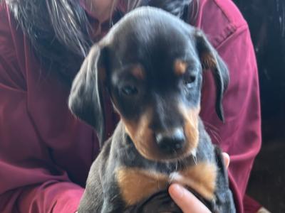 Female Irish Terrier x Setter puppies in Cork