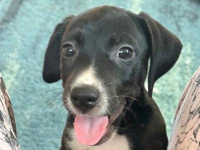 Female Irish Terrier x Setter puppies in Cork