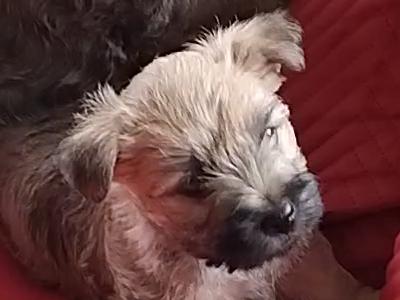Cairn Terrier puppies in Longford